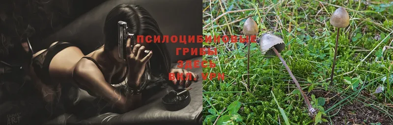 Псилоцибиновые грибы Psilocybe  наркота  Ужур 